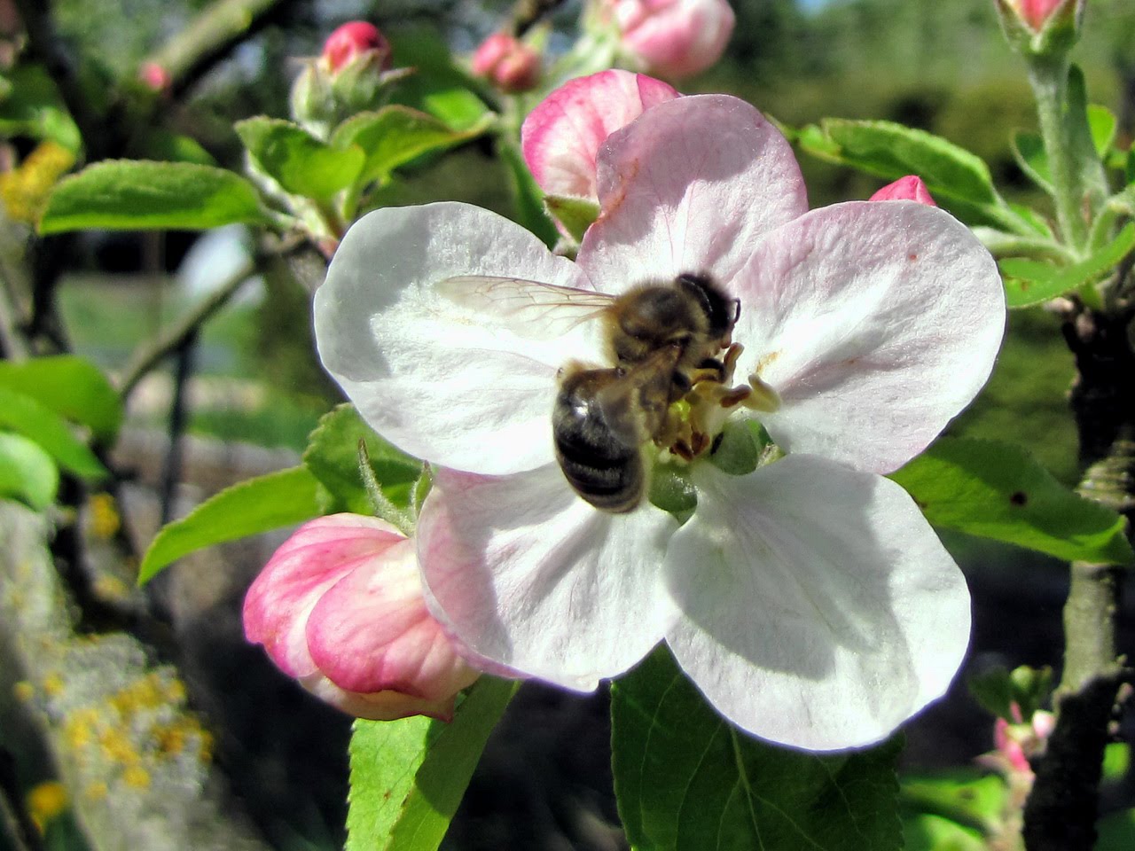 Biene in Blüte