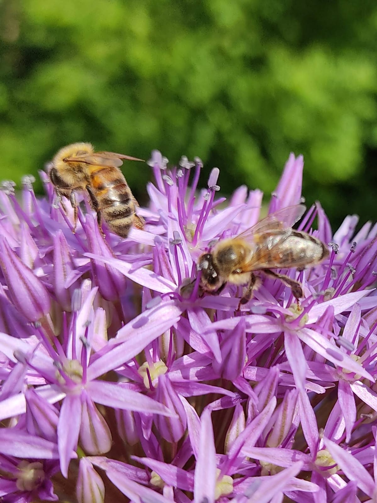 Biene auf Lila Blüte