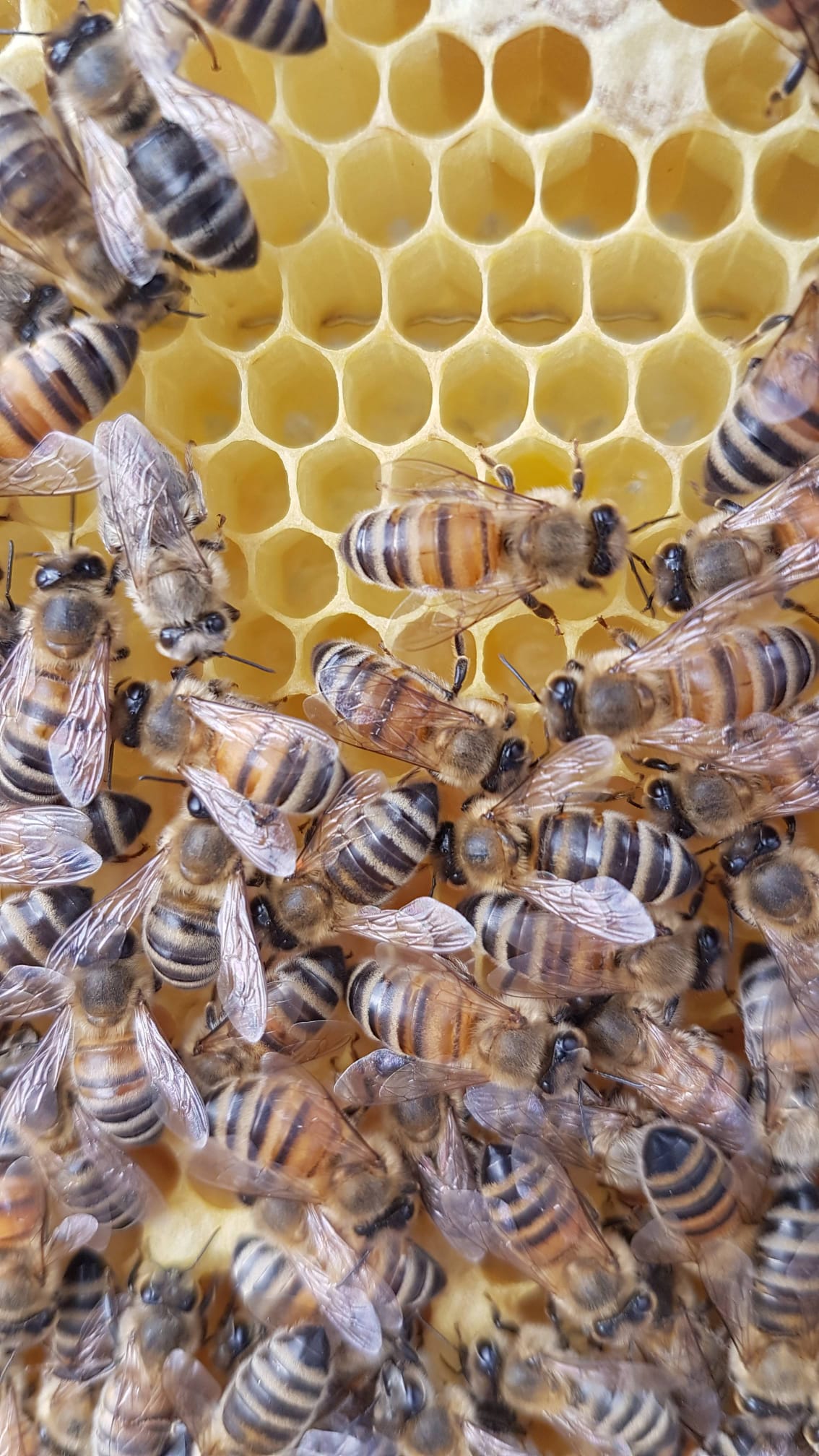 Hintergrund Bienenwiese