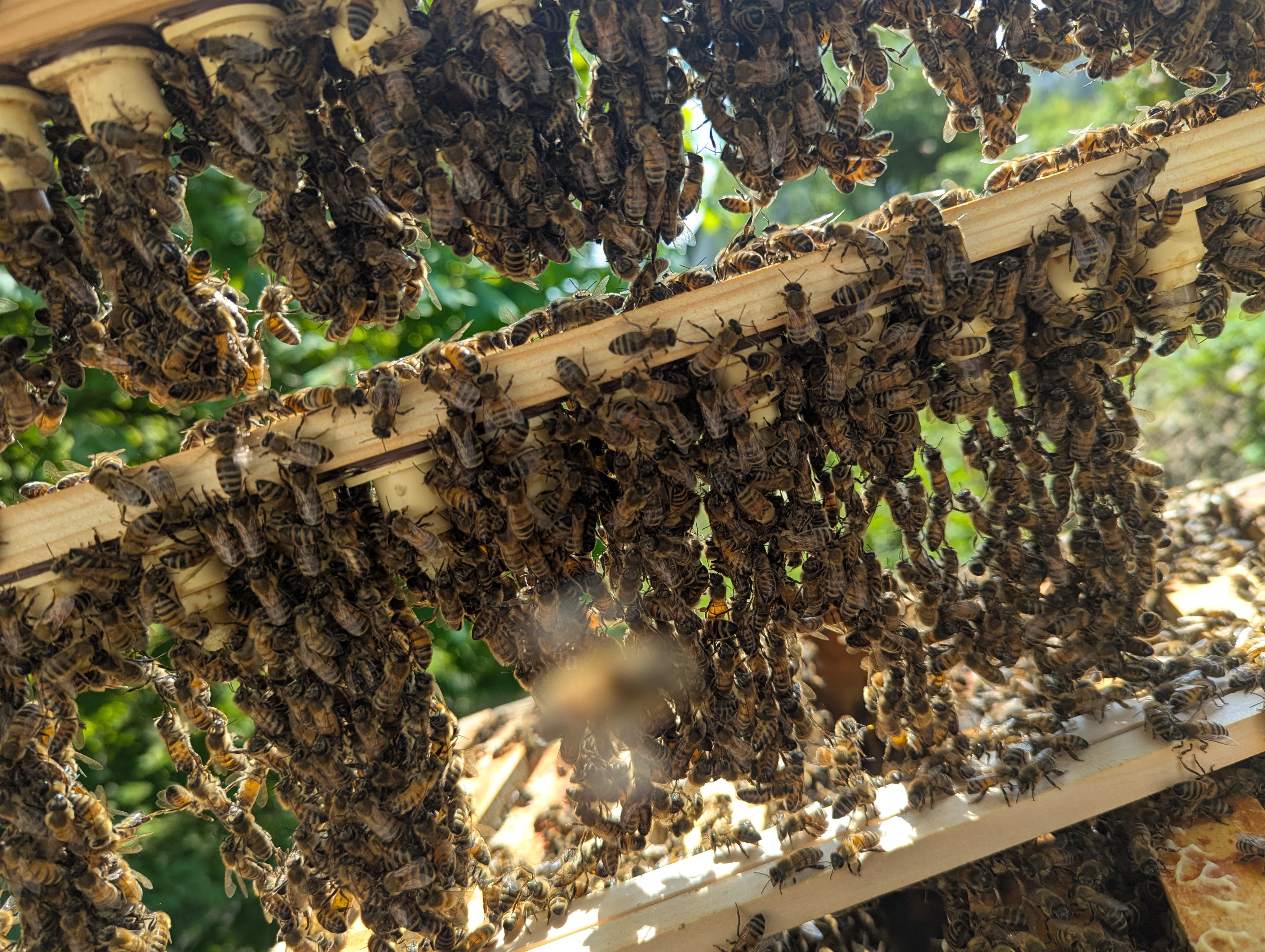 Raehmchen Bienen